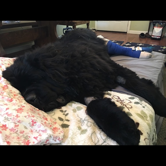 CrAzy Dog Lady! 🐶💖🐾 - Picture 7 of 16